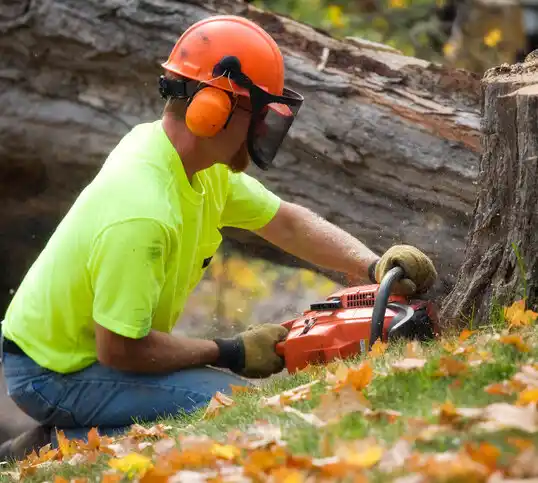 tree services Mortons Gap